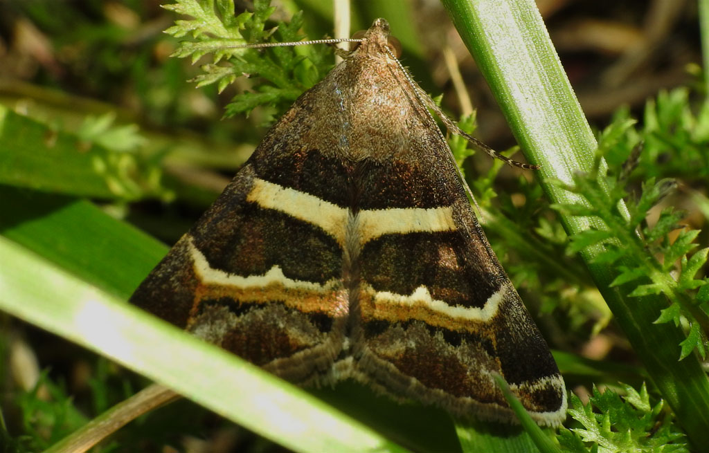 Incontro fortunato di ieri - Grammodes stolida